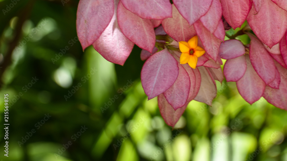 夏威夷热带花卉