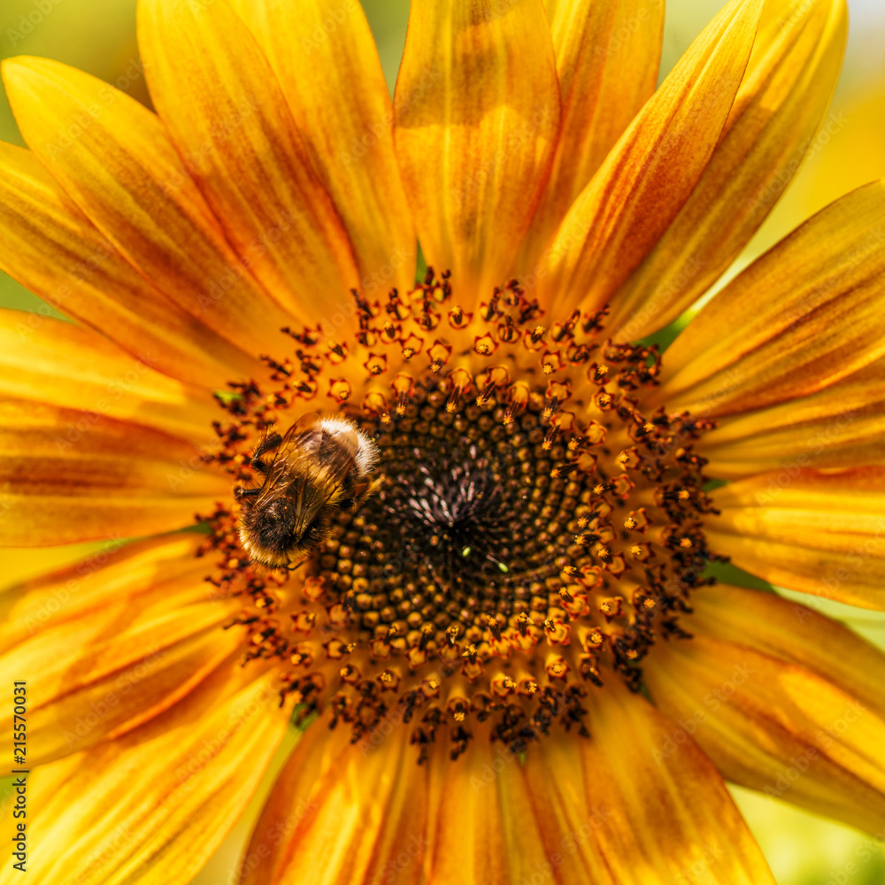 Sonnenblume und Hummel