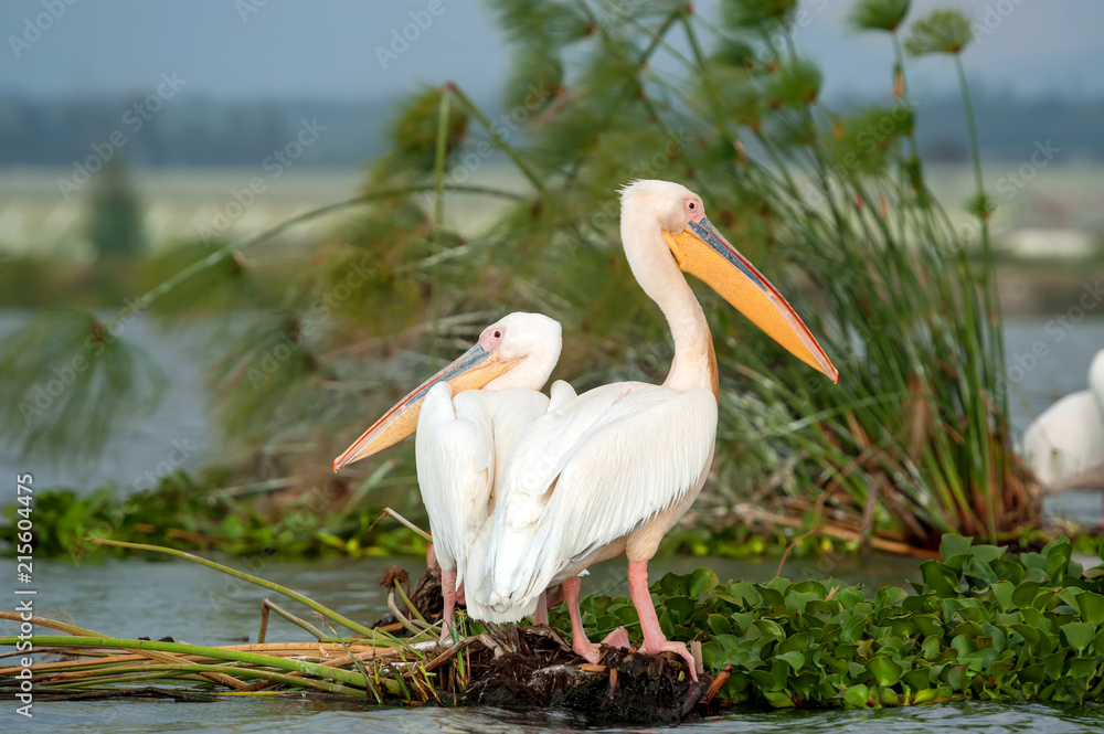 Great white pelican