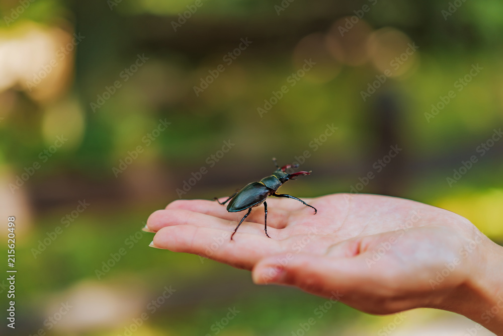 手上的鹿甲虫（Lucanus cervus）