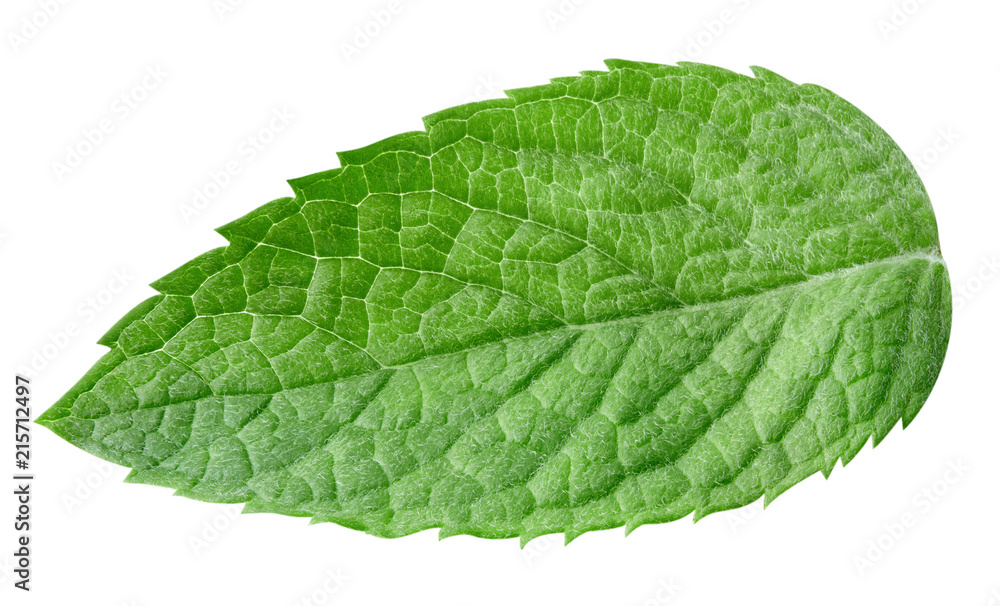 mint leaves isolated