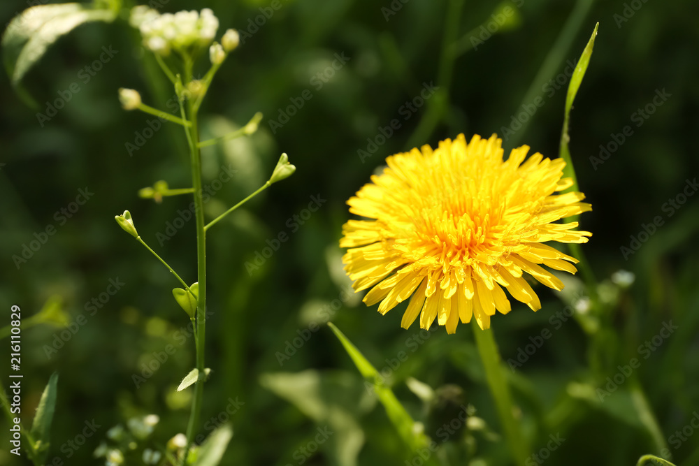 Beautiful dandelion outdoors