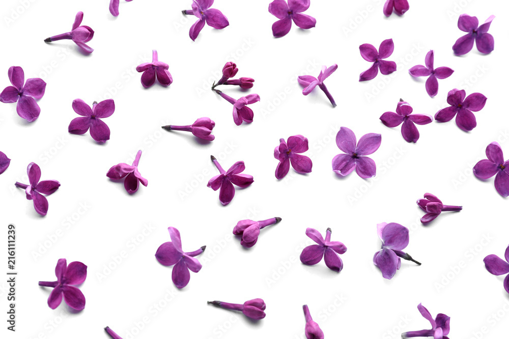 Beautiful lilac flowers on white background