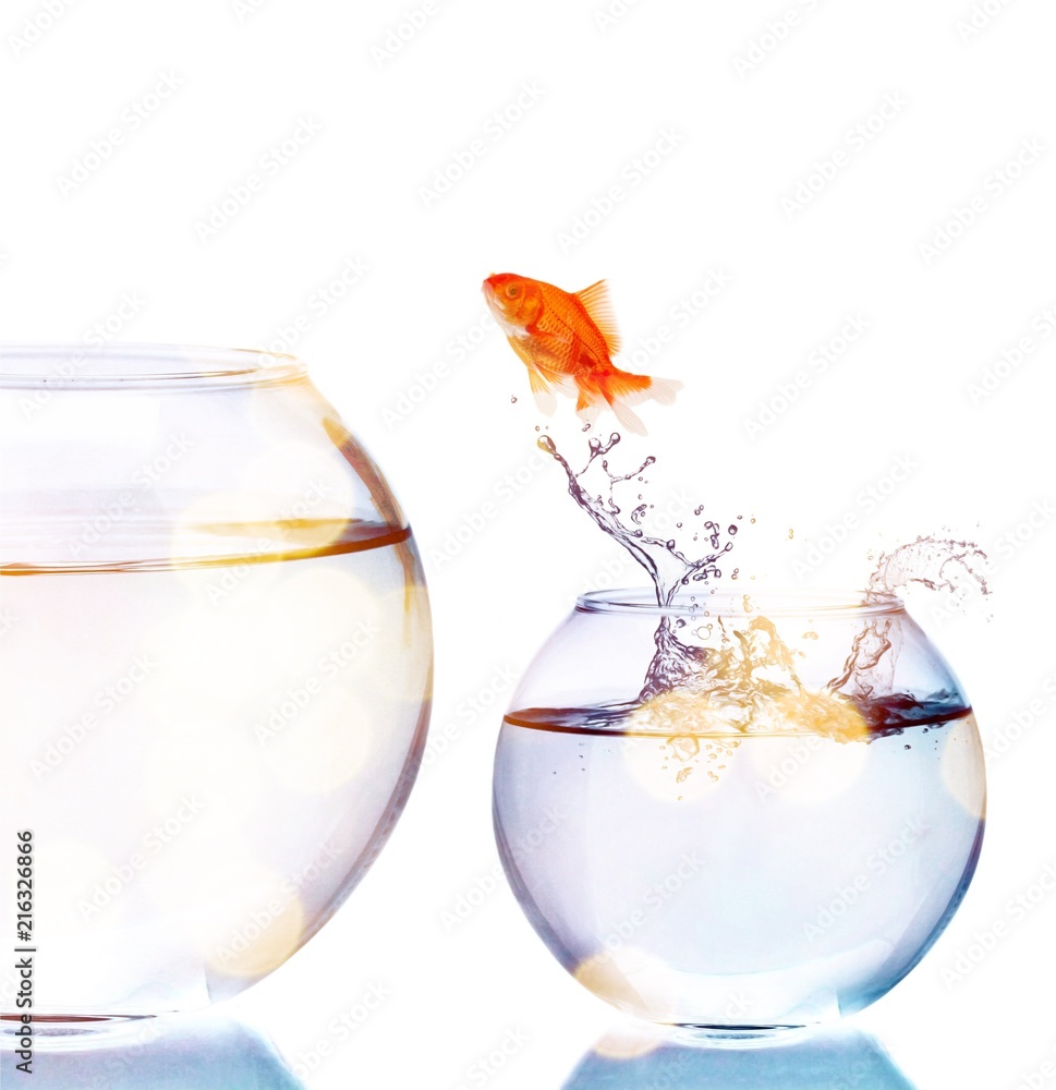 Goldfish Jumping to bigger aquarium