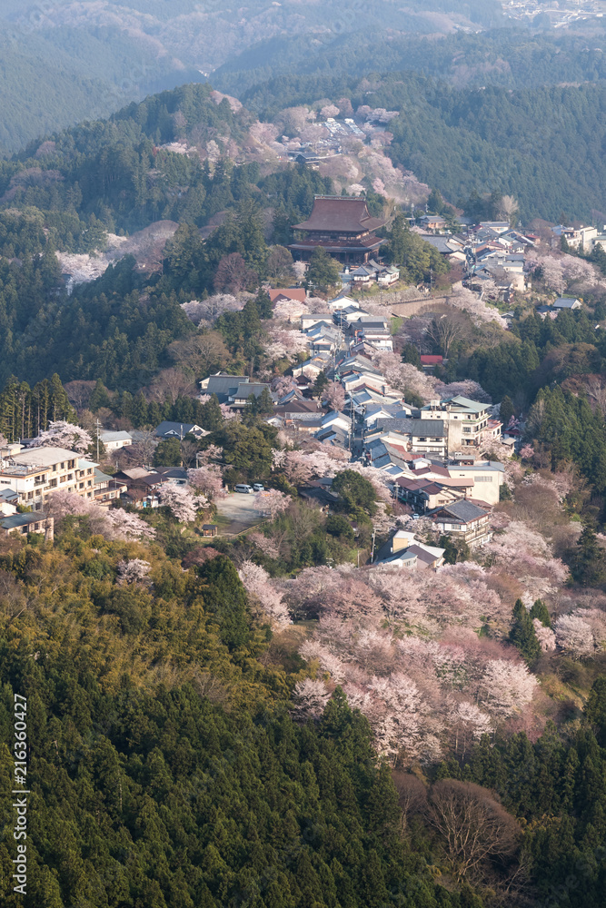 吉野山樱花。奈良县吉野山，日本最著名的樱花