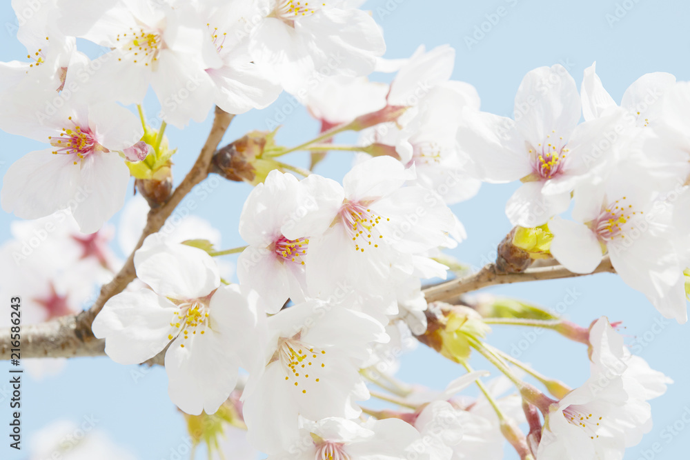 桜