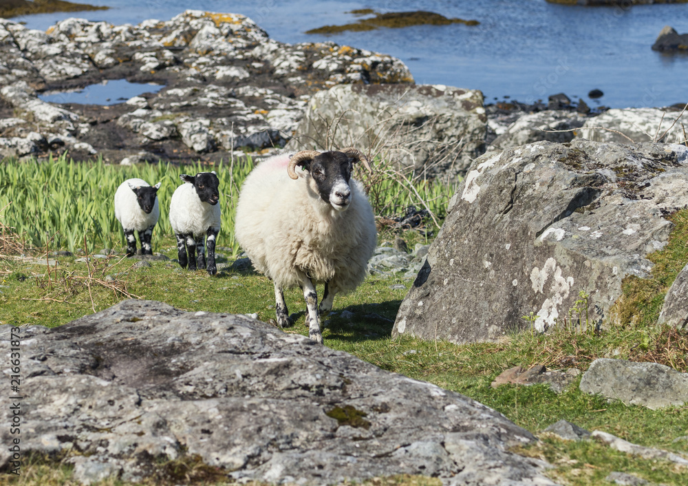 A Ewe and her lambs at Loch na Keal on the Isle of Mull