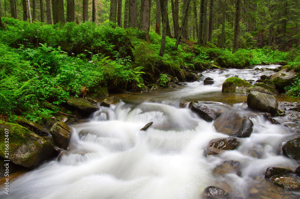 River in the woods