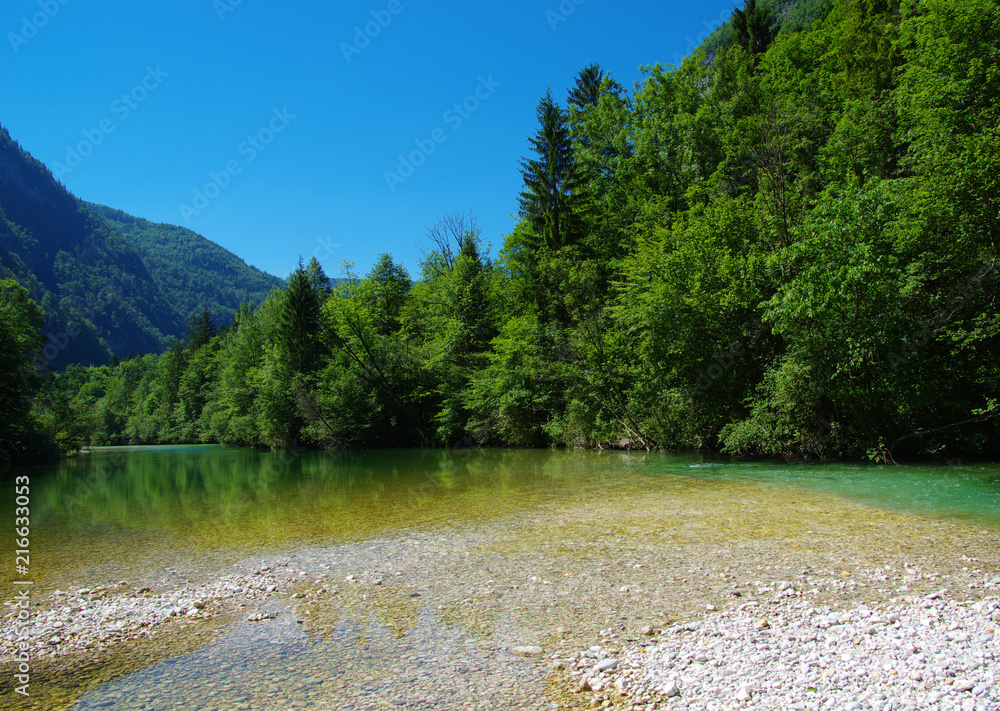  forest and river