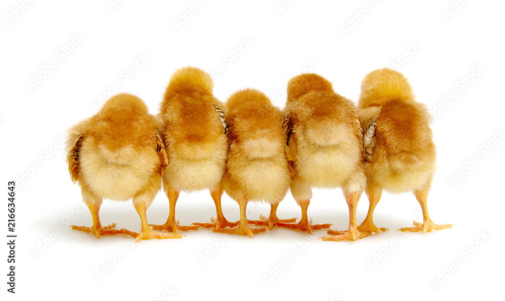 Chicks isolated on white background