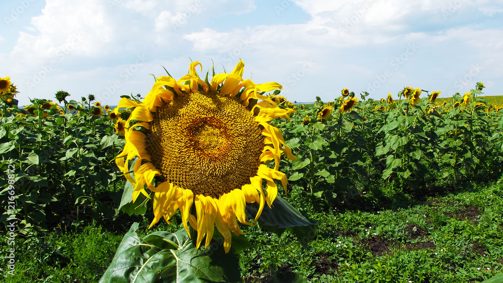 Beautiful sunflowers grow on the field.