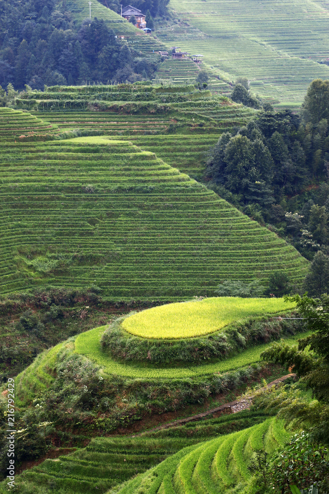 Rice filed terrace in the countryside of Dazhai ,Shanxi province ,China