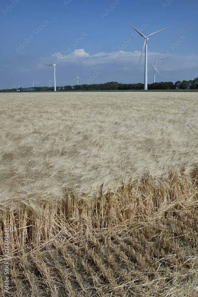 大麦田。Grainfield Flevopolder Netherlands。Wndmills