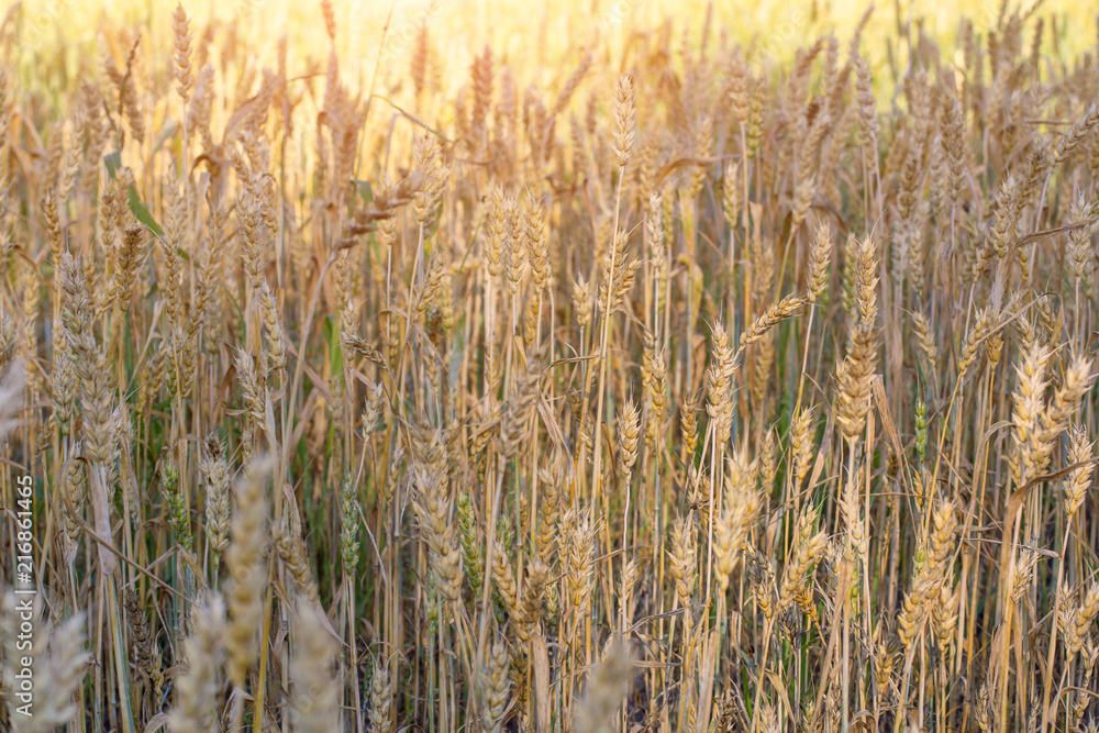 Ripe ears of rye lit by the morning sunlight