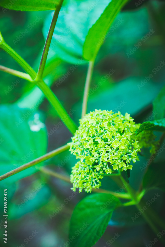 花园里的绣球花。选择性聚焦。