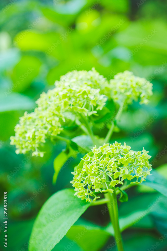 花园里的绣球花。选择性聚焦。