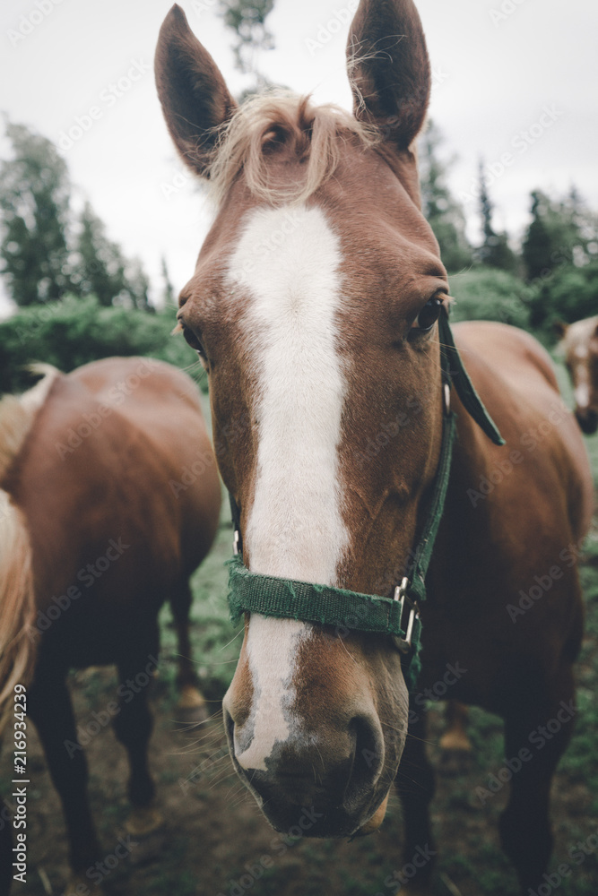 Brown Horse 1