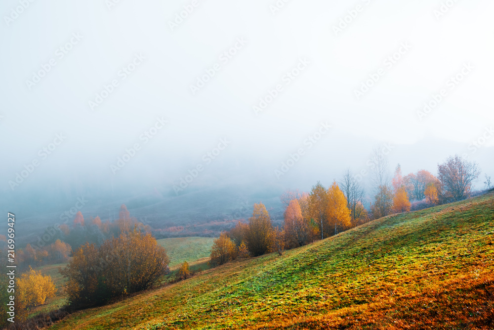 Amazing scene on autumn mountains. Yellow and orange trees in fantastic morning sunlight. Carpathian