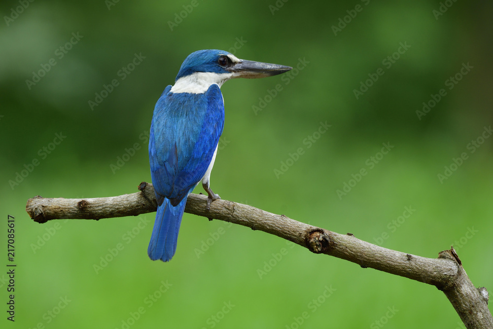 美丽的领翠鸟（Todiramphus chloris）栖息在木头b上的不切实际的白色和蓝色鸟类