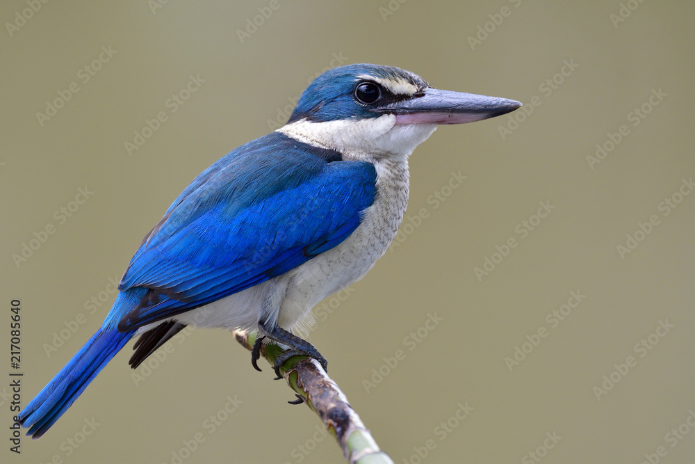 美丽的幼年领翠鸟（Todiramphus chloris）让栖息的蓝白相间的鸟类着迷