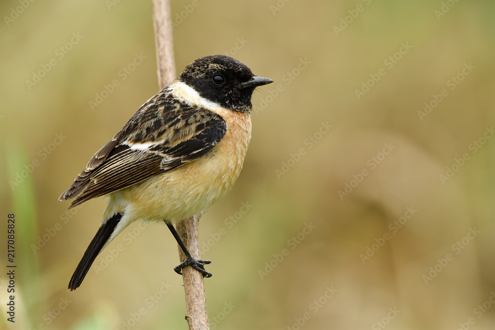 西伯利亚或亚洲石首鱼（Saxicola maurus）的矮胖雄性，可爱的棕色，黑色头栖息