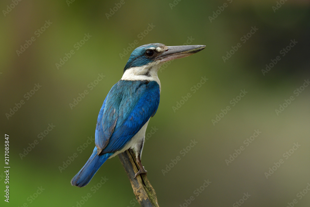 近距离观察项圈翠鸟（Todiramphus chloris）栖息在旧竹签上的白色和蓝色鸟类