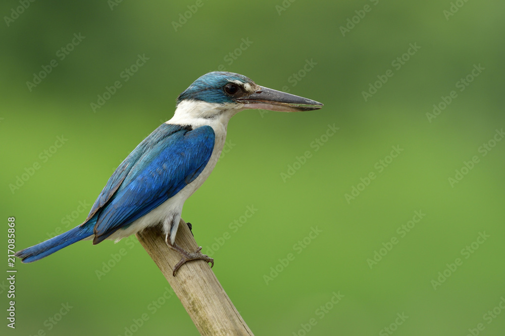 黏糊糊的领翠鸟（Todiramphus chloris）栖息在竹子上的白色和蓝色鸟类的特写