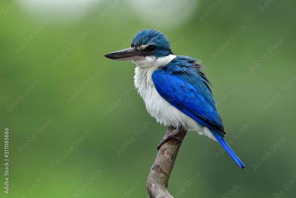 项圈翠鸟（Todiramphus chloris）美丽的蓝白相间的大嘴鸟栖息在上面