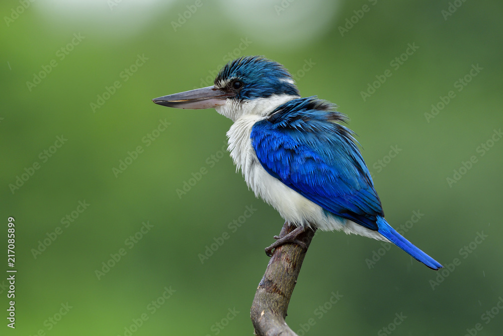 项圈翠鸟（Todiramphus chloris）美丽的蓝白相间的大嘴鸟栖息在上面