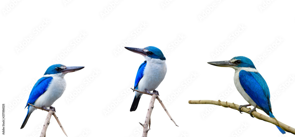 蓝鸟栖息在白色背景下孤立的细树枝上的汇编，Collared Kingfisher（）
1226030477,产品富含蛋白质。豆类、坚果、低脂奶酪。生豆、鹰嘴豆、扁豆、杏仁、榛子