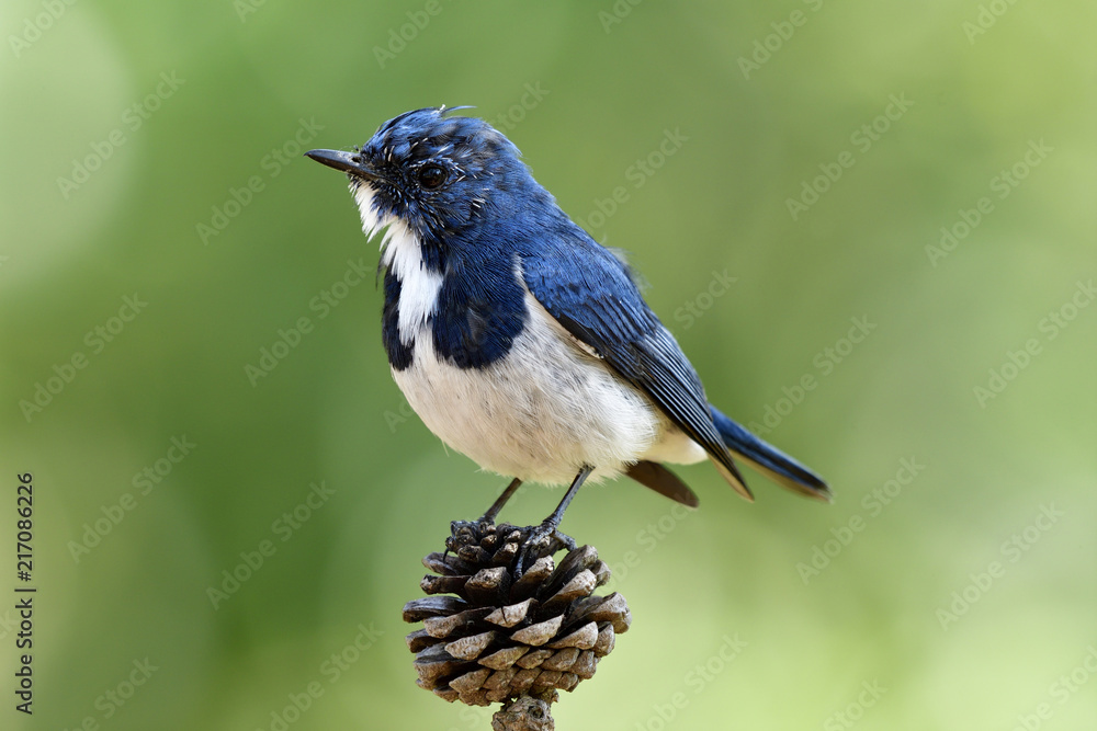 有趣的蓝鸟，Superciliaris ficedula（Ultramarine Flycatcher）美丽的蓝鸟与白色的壮举