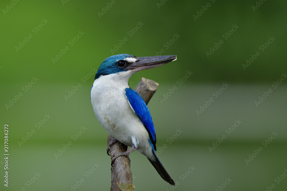 Loely blue bird，Collared翠鸟（Todiramphus chloris），一种栖息在木棍上的大喙鸟