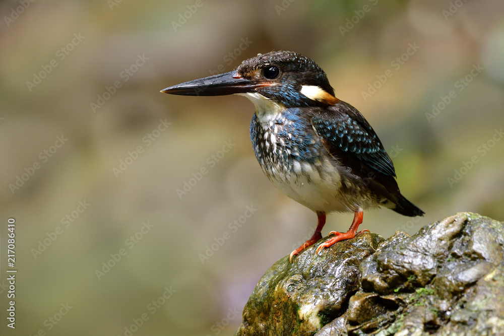 蓝带翠鸟（Alcedo euryzona）的雄性在strea钓鱼时耐心地栖息在岩石上