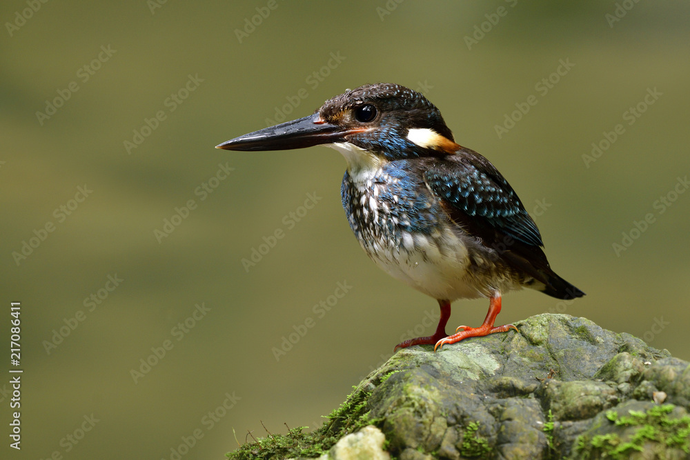 蓝带翠鸟（Alcedo euryzona）的雄性，可爱的深蓝色小鸟，长着天鹅绒羽毛。