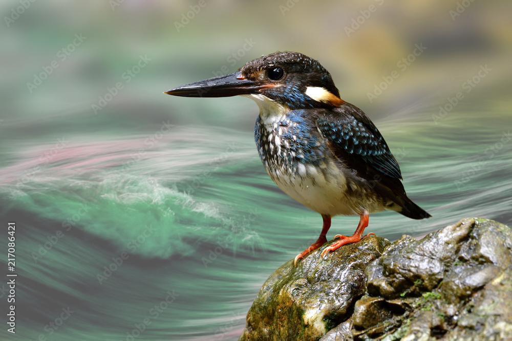 蓝带翠鸟（Alcedo euryzona）的雄性栖息在岩石上，在wirli河上钓鱼