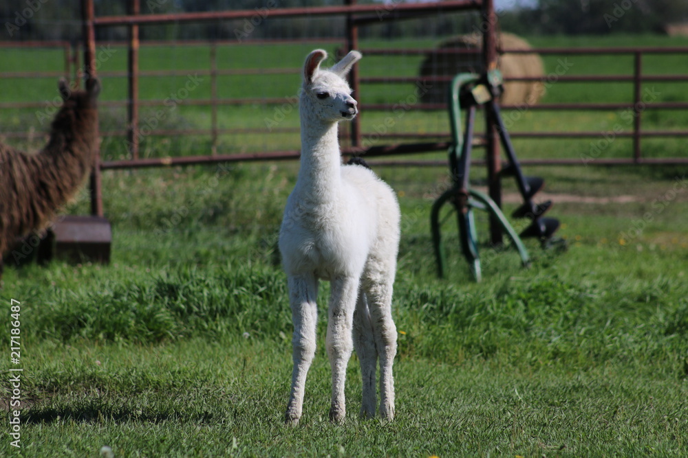 Llama