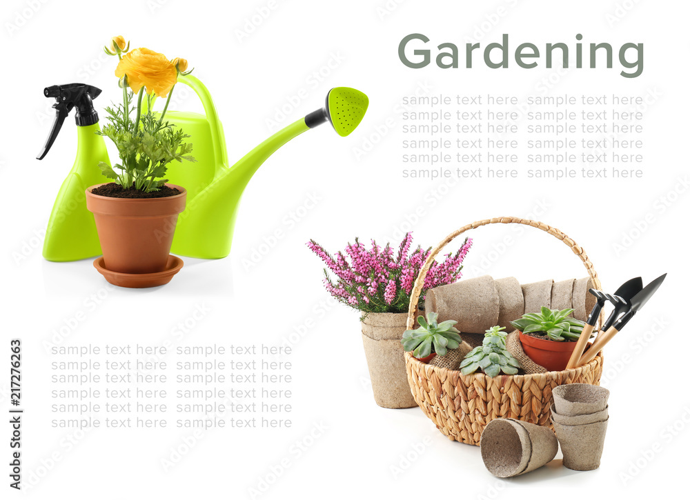 Beautiful plant in pot with gardening equipment on white background