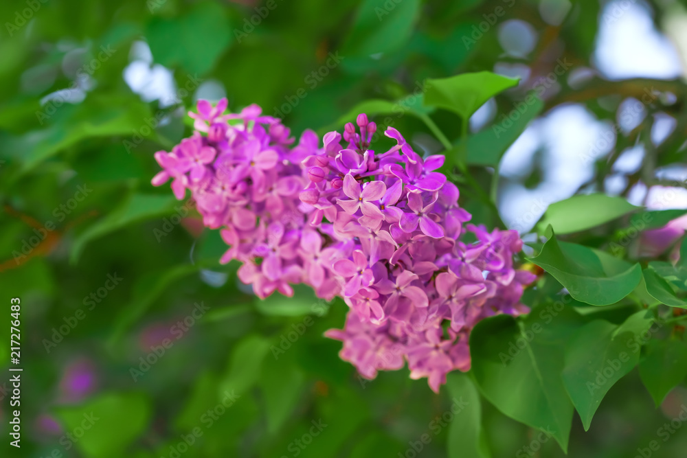 春日丁香花开