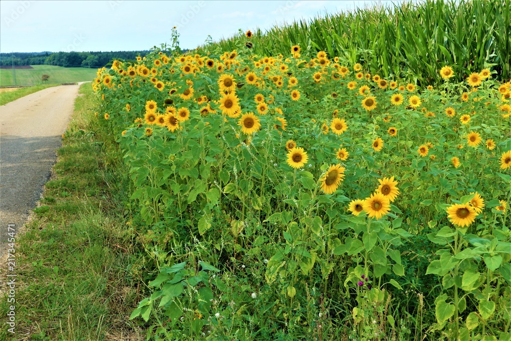 Sonnenblumen