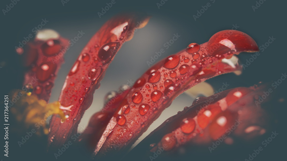 Beautiful Pink Zinnia close up. Macro With drops of dew on petals