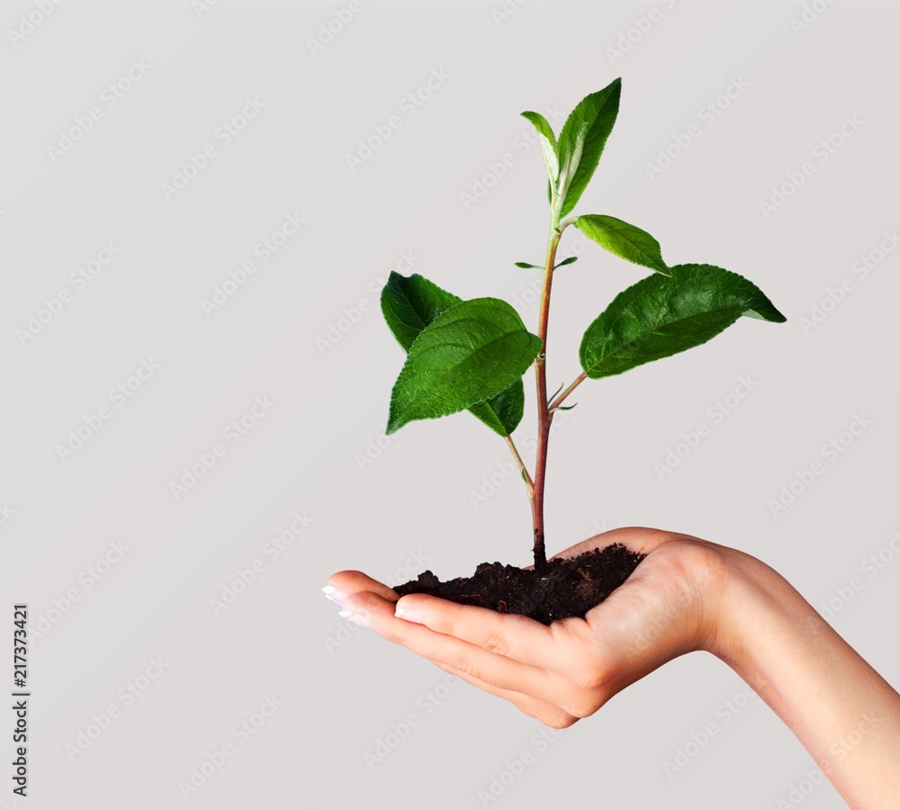 Green Growing Plant in Human Hands on