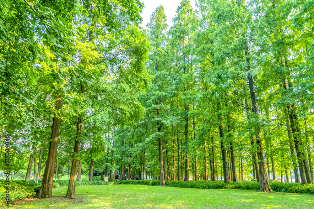 Grass and green woods in the park