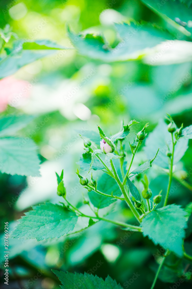 花园里盛开的黑莓植物。选择性聚焦。