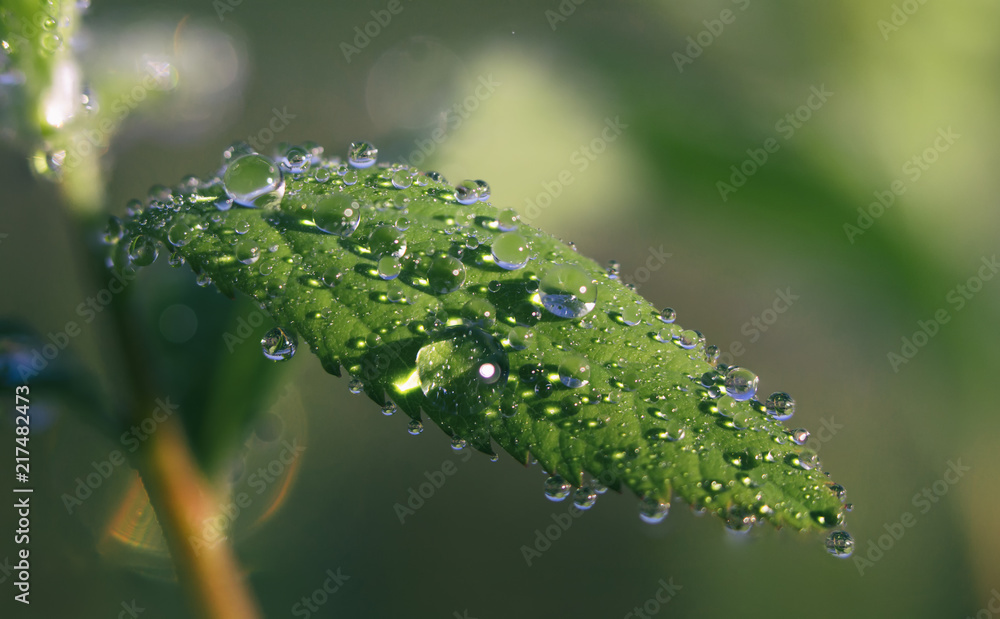 Dew drops on a green leaf close up background