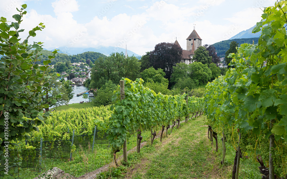 Idyllische Weinberge am Rebberg Spiez mit Burgblick