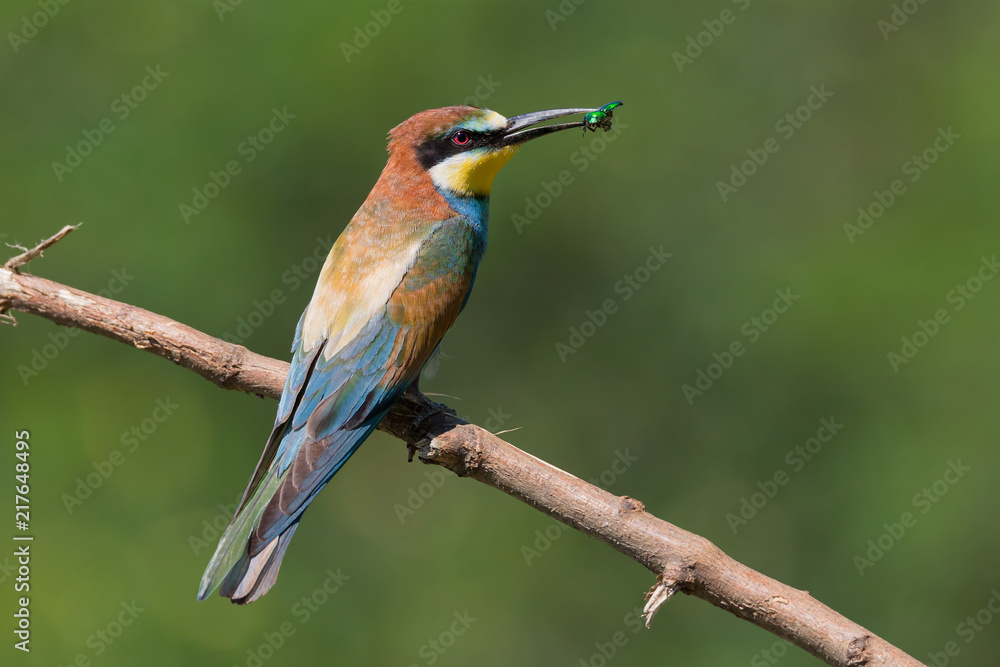 Gruccione con insetto nel becco (Merops apiaster)