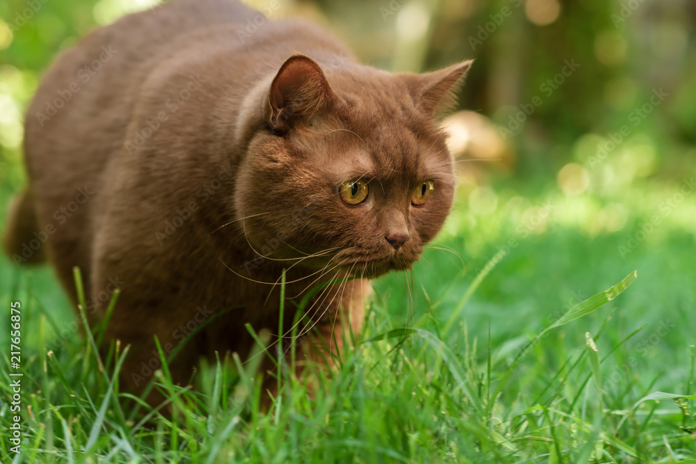 Brown british cat on a green grass in a sunny summer day 