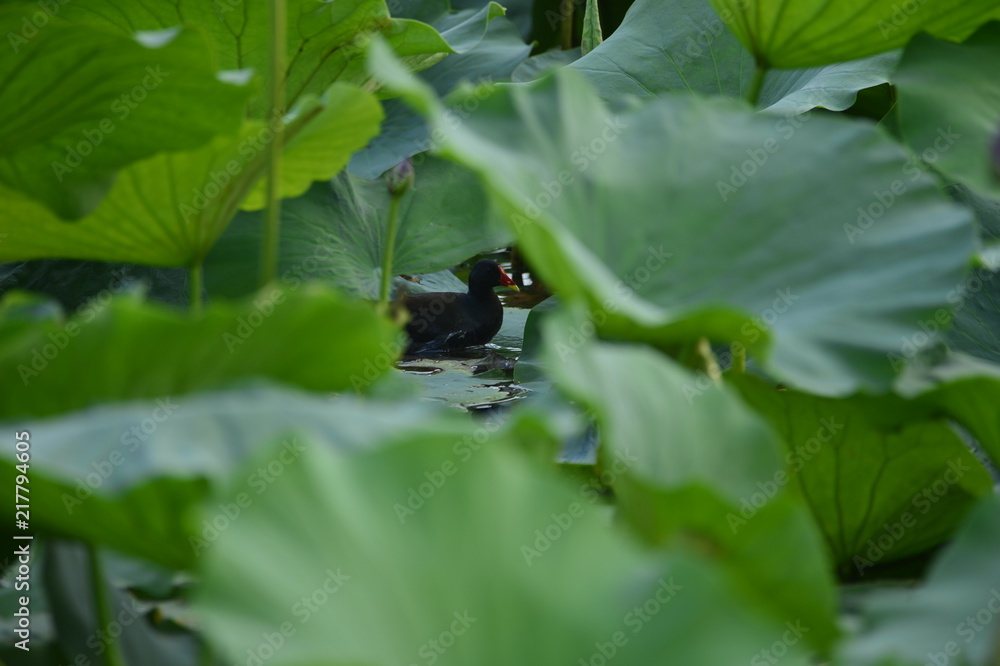 Blooming lotus flowers in the park