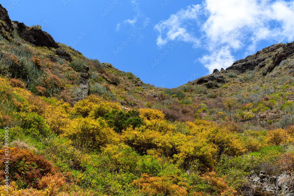 landscapes of Tenerife