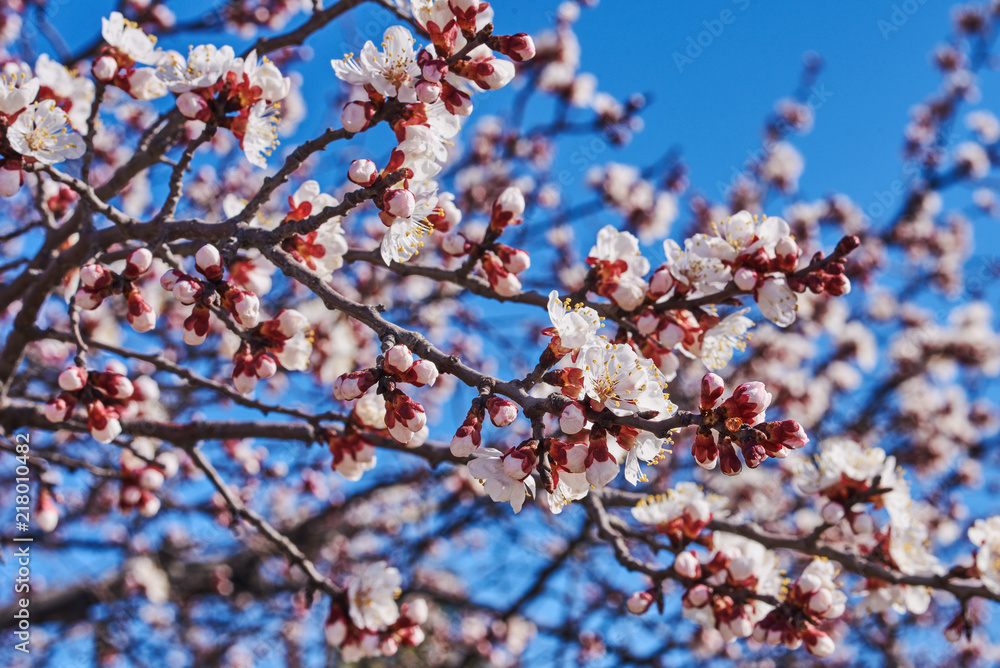 Blossoming cherry trees in spring. Spring background.